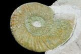 Ammonite (Orthosphinctes) Fossil on Rock - Germany #125890-1